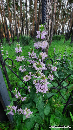 лето!, альбом: Отдых с внучей в Боровом 2024