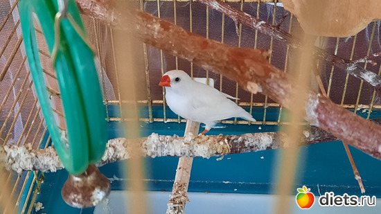 птичка, альбом: Отдых с внучей в Боровом 2024