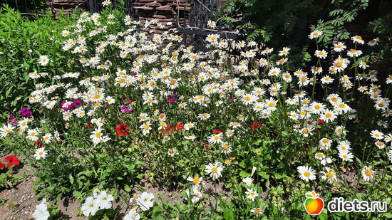 ромашки, альбом: Отдых с внучей в Боровом 2024