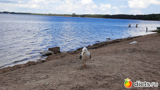кормим чаек, альбом: Отдых с внучей в Боровом 2024