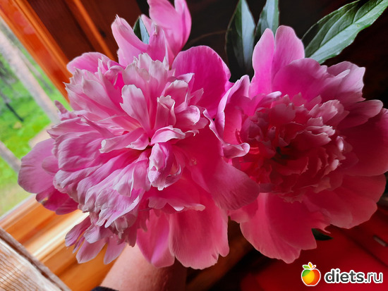 к концу оттыха у меня уже было 5 пионов!, альбом: Отдых с внучей в Боровом 2024