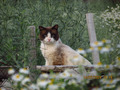 коша в ромашах