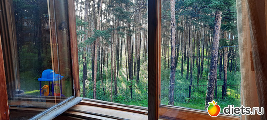 вид из окна прямо в лес, в сосновый бор, альбом: Отдых с внучей в Боровом 2024