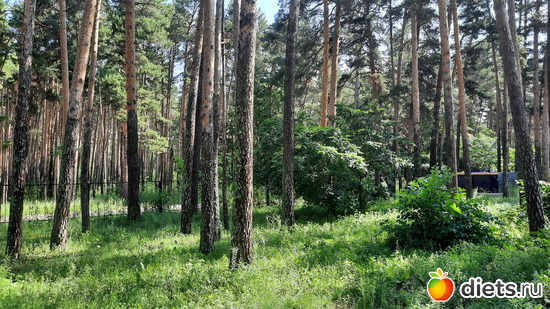 лес, милый лес..., альбом: Отдых с внучей в Боровом 2024