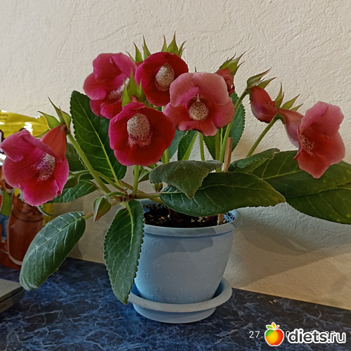 77 фото: ЛилинЦветник