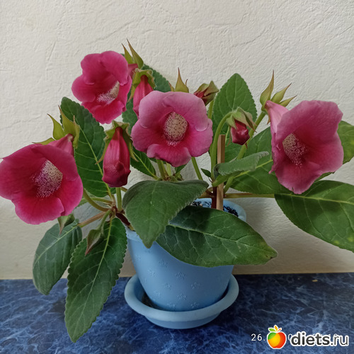 78 фото: ЛилинЦветник