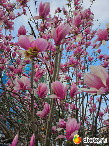 красота!!!, альбом: февраль/март 2024