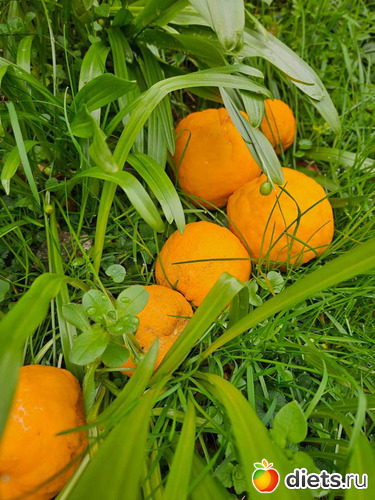 мандариновые тропы, альбом: февраль/март 2024