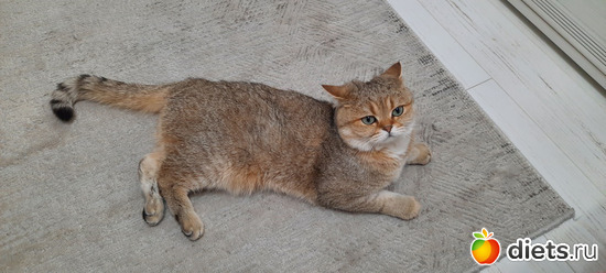 краусаучиг, альбом: февраль/март 2024