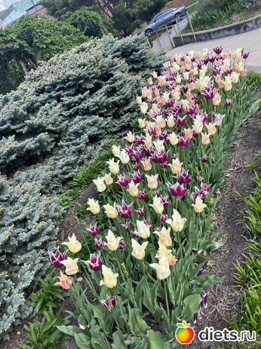 3 фото: Весна 2024