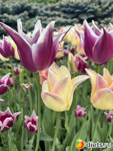 4 фото: Весна 2024