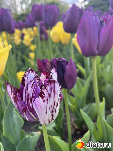 5 фото: Весна 2024