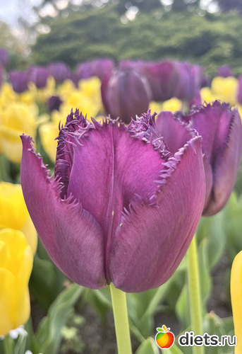 6 фото: Весна 2024