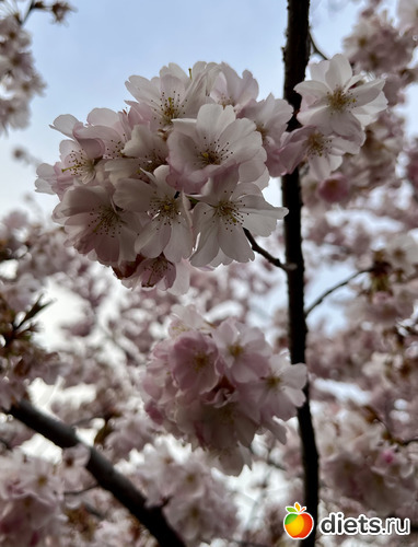 12 фото: Весна 2024