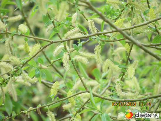 такие милые пушистики, такая нежная весна, альбом: апрель/май 2024