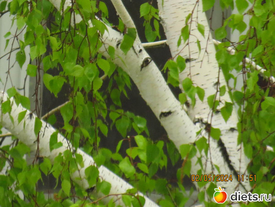 берёзонька, альбом: апрель/май 2024