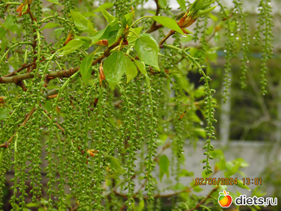 весь день шёл дождь, альбом: апрель/май 2024