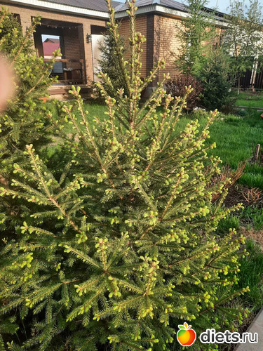 ёлочки растут, альбом: апрель/май 2024