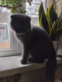 Кот Мишка