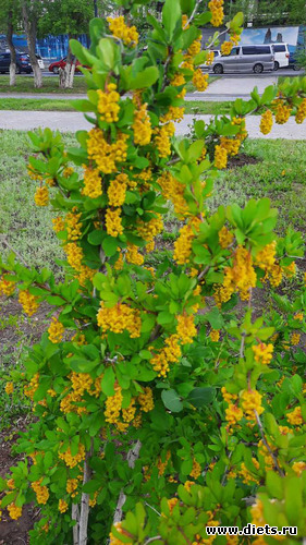 такие интересные цветочки, альбом: апрель/май 2024