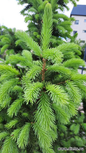 лиственица или ель?, альбом: апрель/май 2024