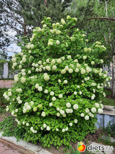 �������!!!, ������: ����� ������