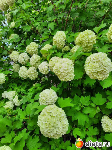 ������ ��� ����� � ��� ����, ������: ����� ������