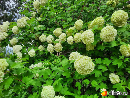 ��� �� �����!, ������: ����� ������