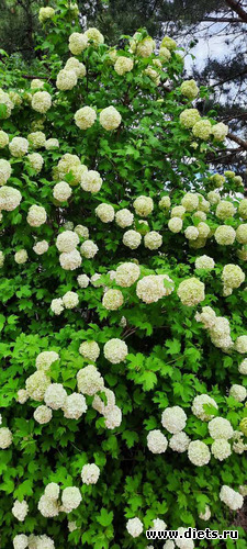 ������ ������� ������, ������: ����� ������