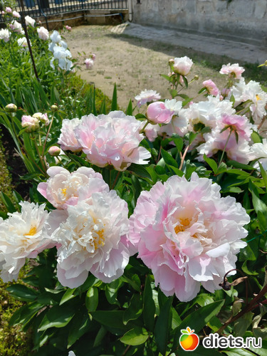 3 фото: цветы мои и не только