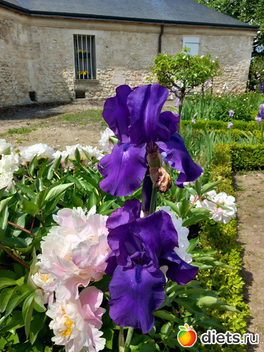 4 фото: цветы мои и не только