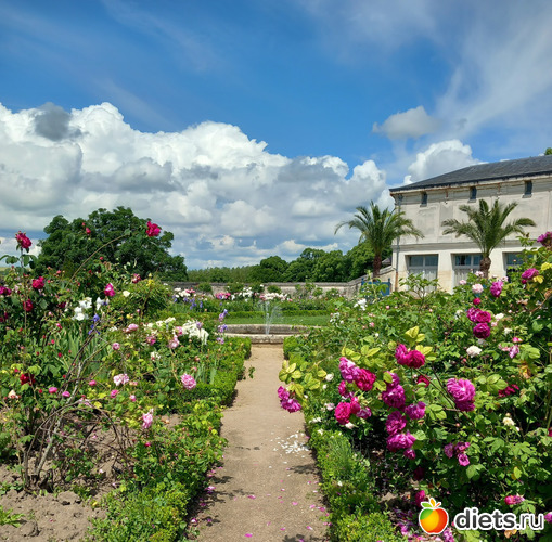 5 фото: цветы мои и не только