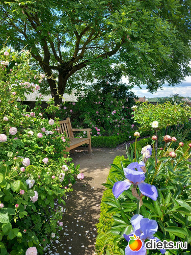 6 фото: цветы мои и не только