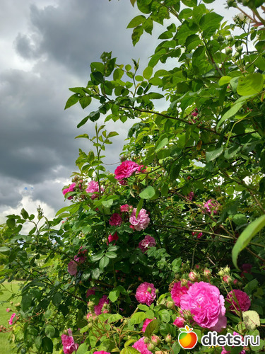 9 фото: цветы мои и не только