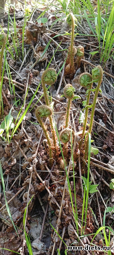 Папоротник, альбом: Путь в Лавру. День 9. 24г