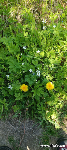 Одуванчики, альбом: Путь в Лавру. День 9. 24г