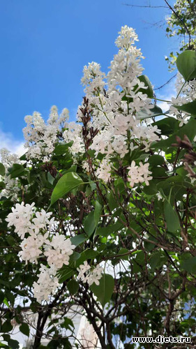 красота!!!, альбом: Храмы Астаны