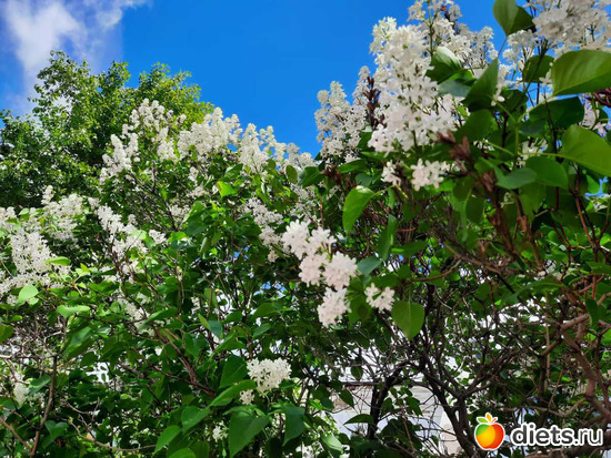 очень нежно, альбом: Храмы Астаны