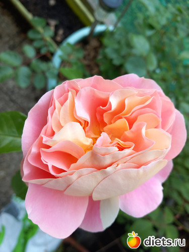 12 фото: цветы мои и не только