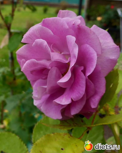 моя красавица, альбом: цветы мои и не только