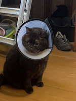 Хроники кошачьей жизни