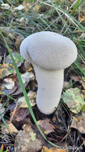 гриб-секс-террорист))), альбом: Омутинка - 3