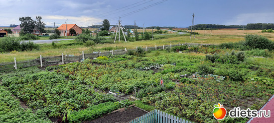 у тёти свой огородик, альбом: Омутинка