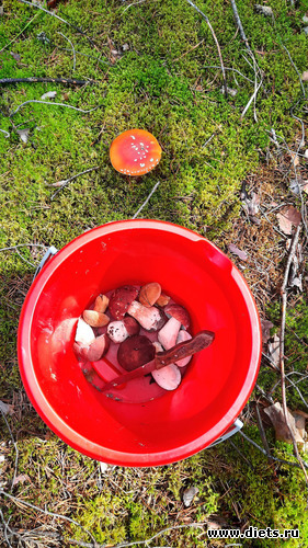 первые грибочки мои, только белые, альбом: Омутинка