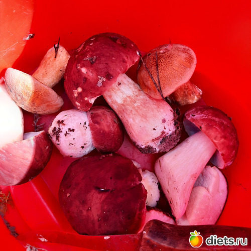 всё больше и больше царей леса в моём лукошке))), альбом: Омутинка