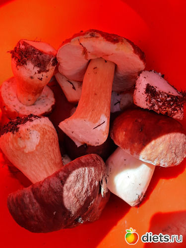 ��������, ������: ��������