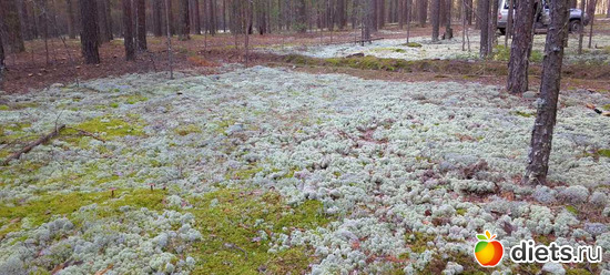 голубой мох как снег, альбом: Омутинка
