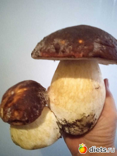 и это тоже Шурино, альбом: Омутинка