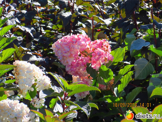 59 фото: сентябрь 2024