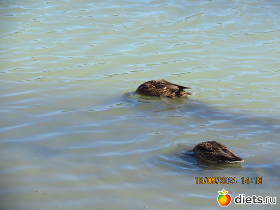 68 фото: сентябрь 2024